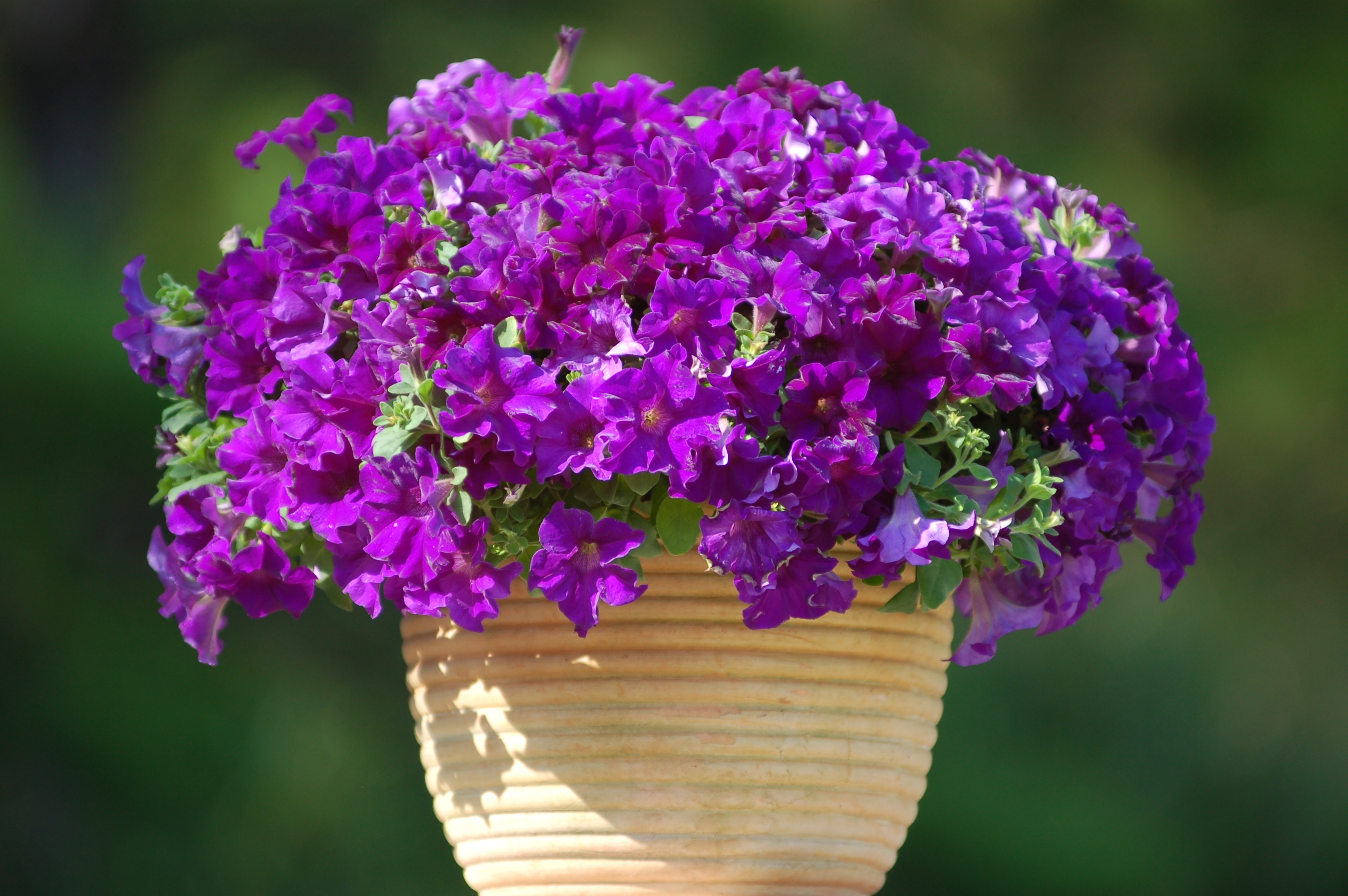 Purple Majesty is an outstanding trailing companion in a hanging basket or window box containing red and yellow blooming plants.