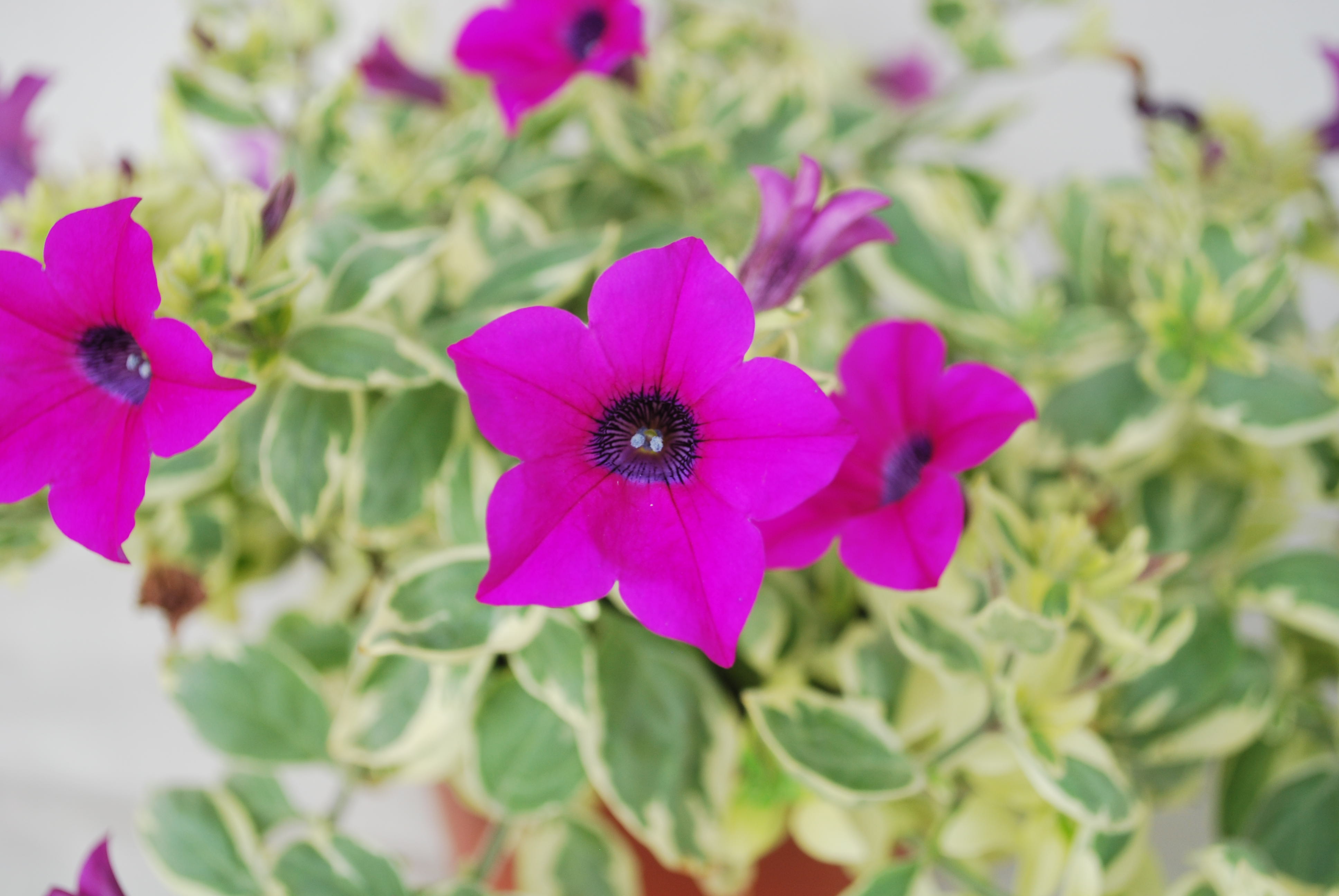 Variegated Baby Purple has just what many gardeners are looking for in a single plant – colorful blooms and foliage.