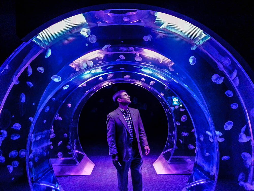 Horseshoe shaped acrylic tanks allow visitors to experience jellyfish in a whole new way.