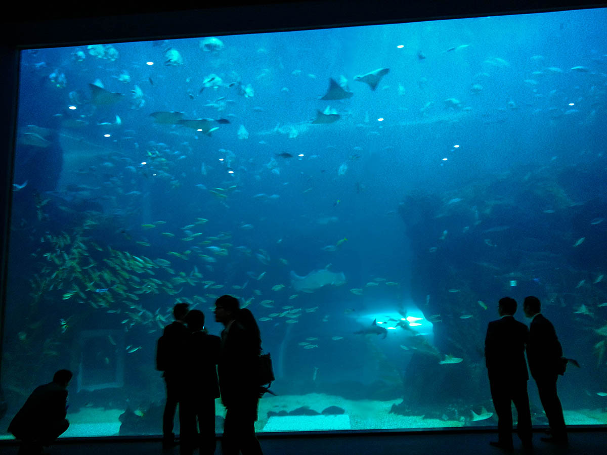 This R-Cast® panel in the Deep Blue Ocean exhibit is 35' long and 20' tall, giving visitors stunning views to thousands of animals.