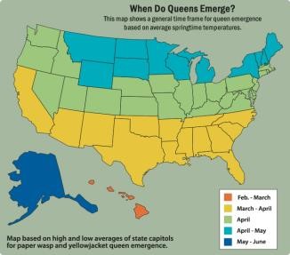 When do queens emerge?