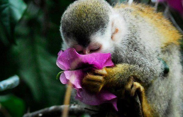 Endangered squirrel monkey species only found in Manuel Antonio area.