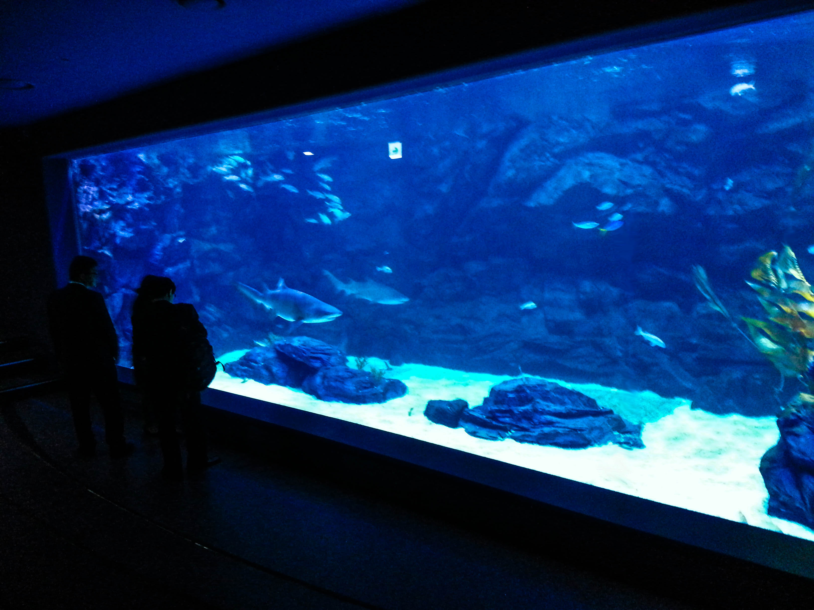Visitors enjoy the shark tank during the opening ceremony at aqua planet Ilsan.