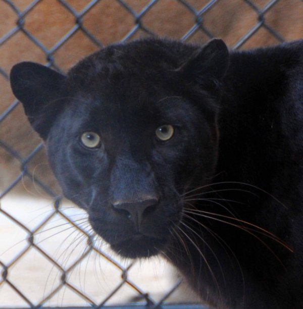 Black leopards are conserved by private facilities and not by AZA zoos
