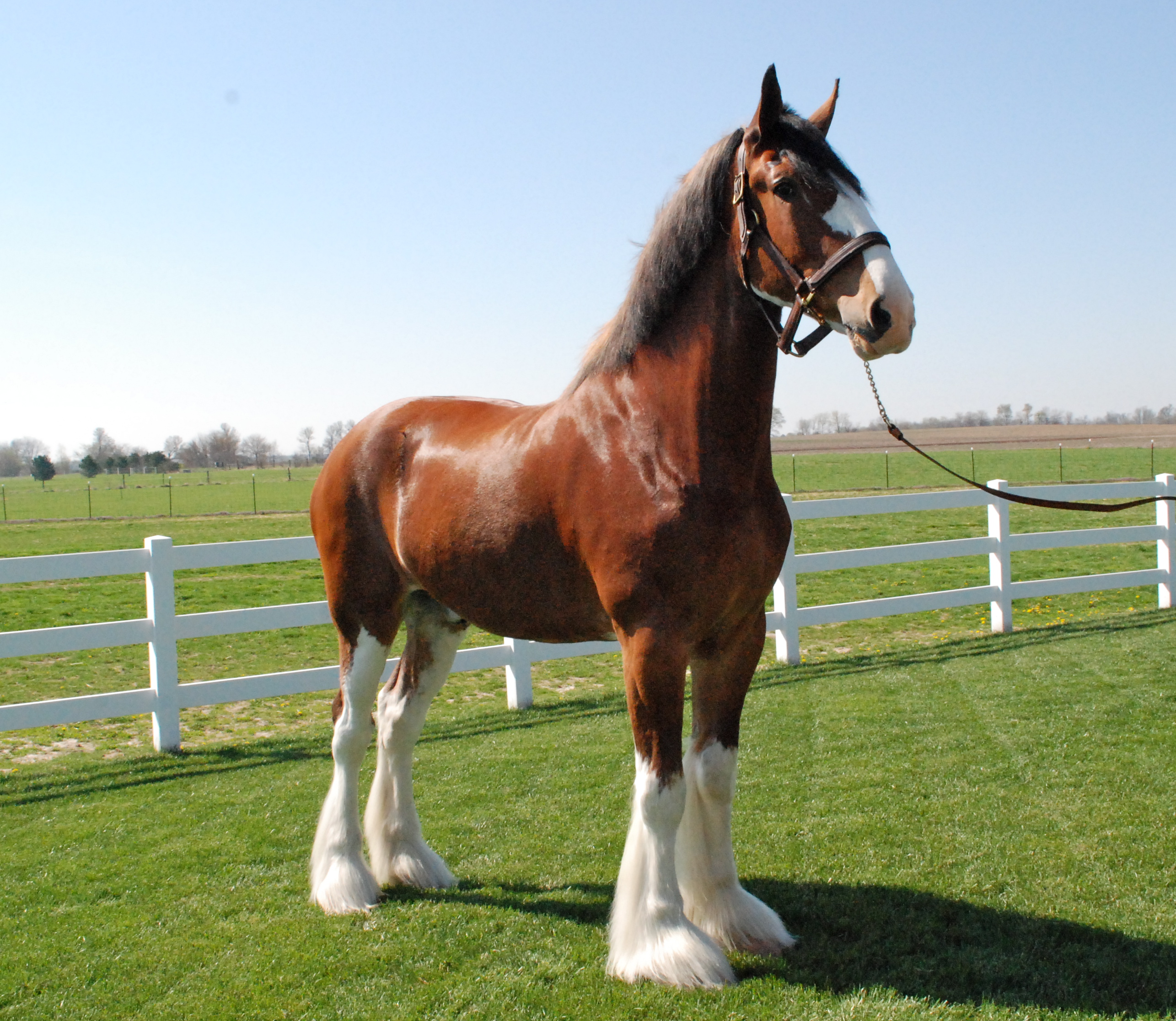 Record Setting Clydesdale Sells For $60,000