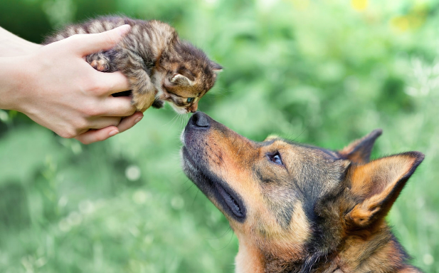 Aromatherpist Joan Apter explains how to safely use essential oils on pets for their health and wellbeing