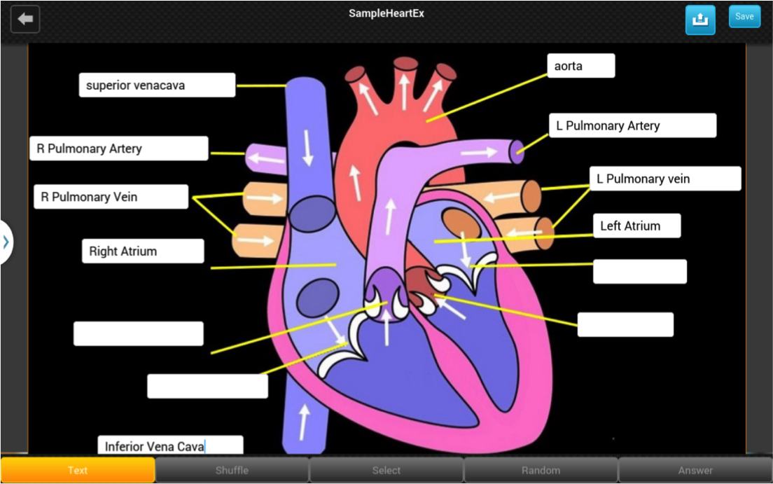 Interactive Heart