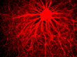 human ES cell derived neurons
