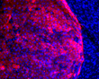 Neural-induced human ES cells