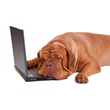 Image of a dog sleeping on a laptop