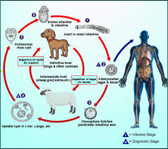 EurekaMag.com Publishes 41,200 References on Disease Etiology