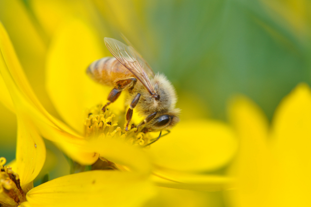 Commercial bees' work is worth $15 billion to U.S. crops