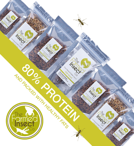 Insects are upto 80% protein