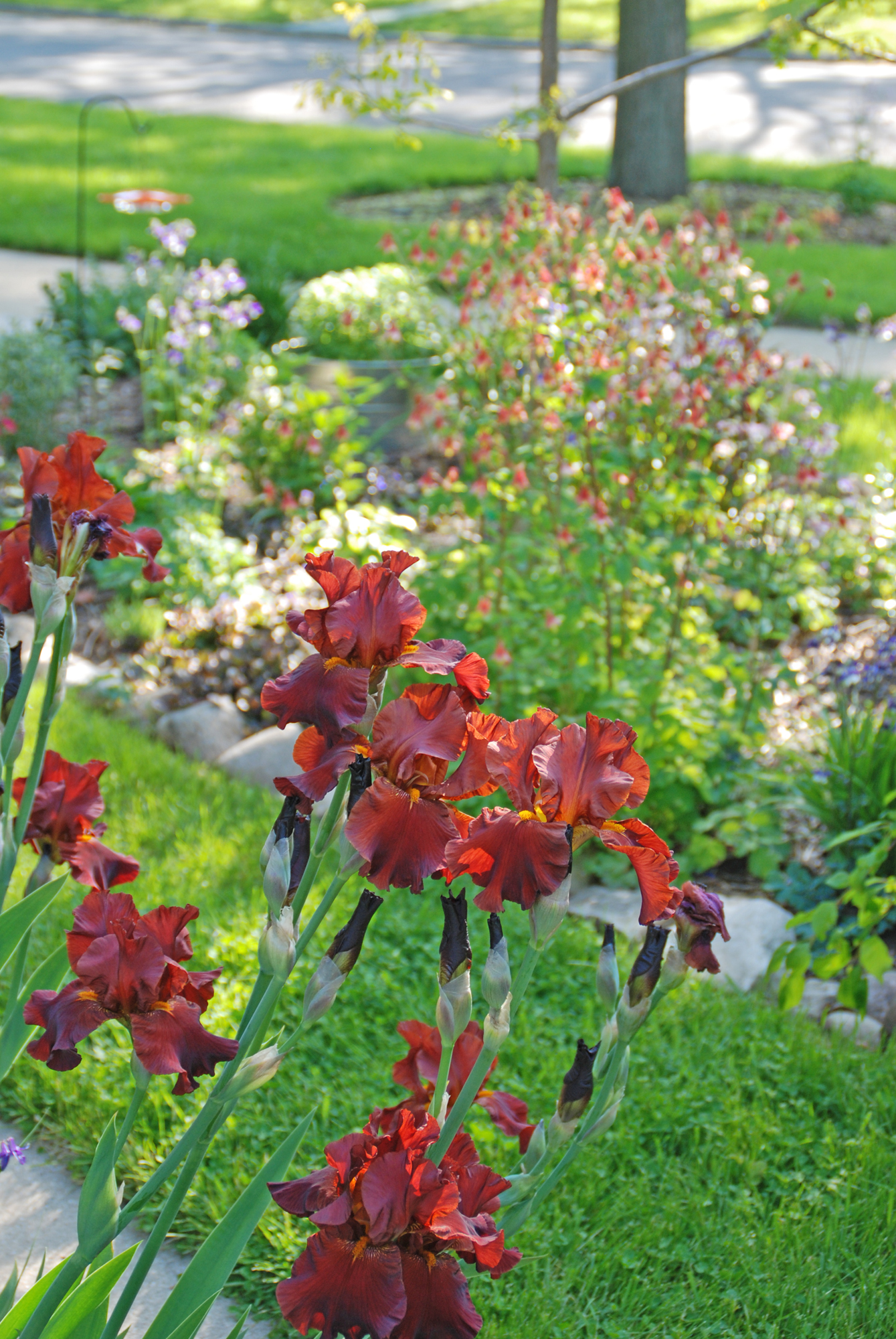 Iris and Columbine add beauty and color to the landscape.