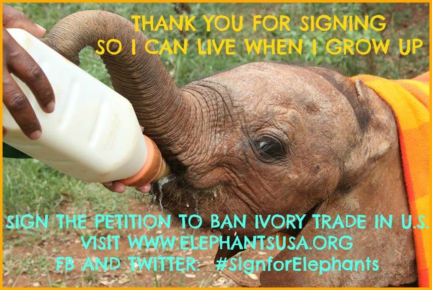 Help save elephants from extinction and join call for complete ban on ivory sales. For more visit www.elephantsUSA.org