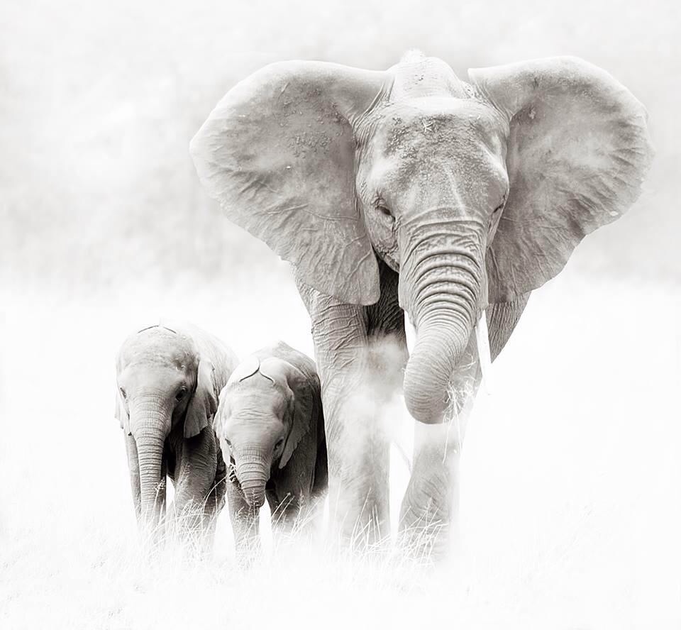Wild elephants walk in Africa. Photo by Billy Dodson