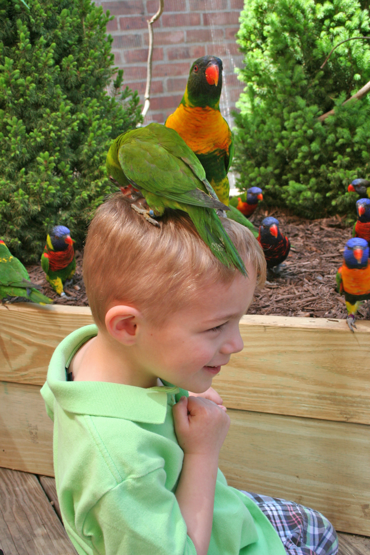 Birds may land on your hand, arm or even on your head in "Lorikeets," a fun summer exhibit at The Maritime Aquarium at Norwalk.