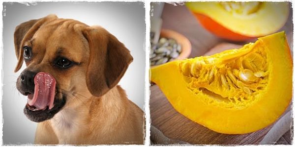 healthy foods for dogs to eat at home