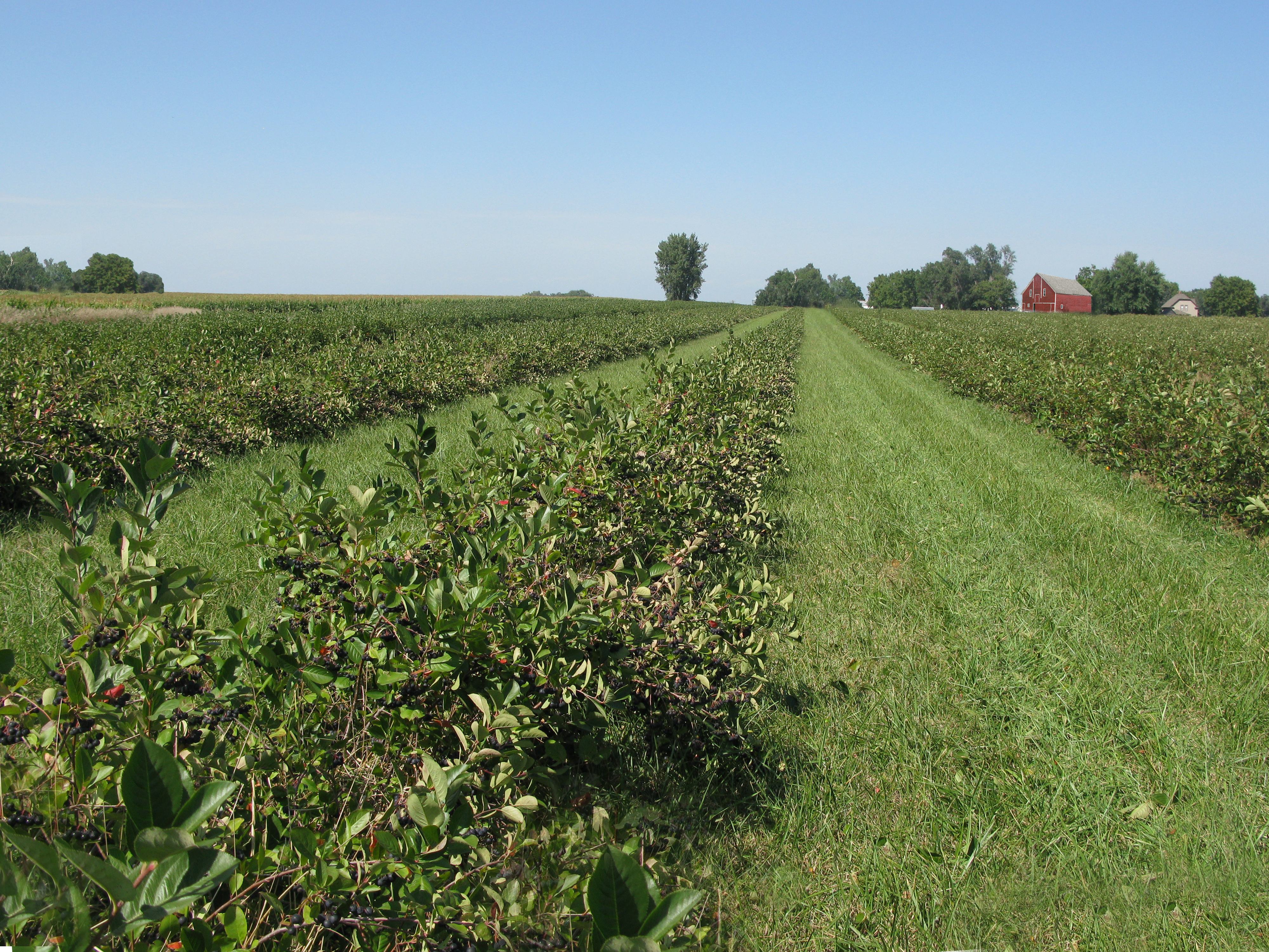 A growing number of farmers throughout the Midwestern US—America’s heartland—are cultivating Aronia on its native soil, poised for the resurgence of this antioxidant, anti-inflammatory powerhouse.
