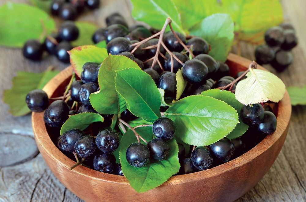 Aronia berries are a very dark, very tart-tasting berry that leads that all other berries in anthocyanin and proanthocyanin content.