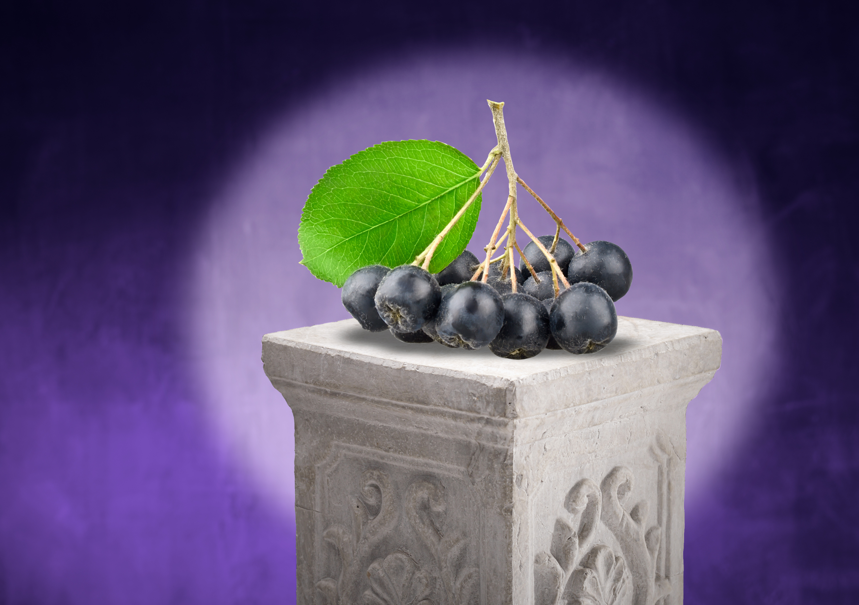 The health spotlight is about to start shining on America’s native, yet relatively unknown, flavonoid superstar—Aronia berries.