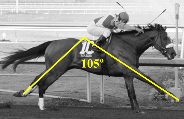 Barbaro 105 Degree Stride Angle