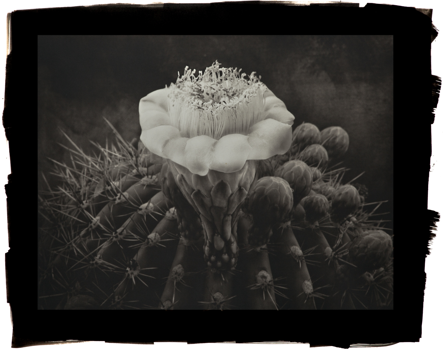 Saguaro Cactus, Platinum Limited Edition Photographic Print by Cy DeCosse