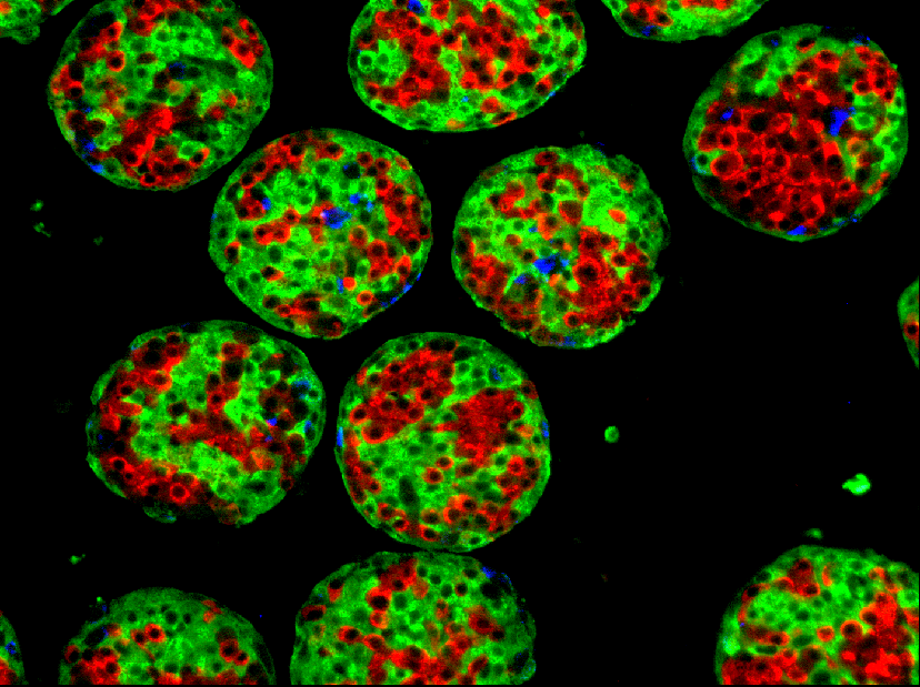 3D InSight(TM) Human Pancreatic Microislets from InSphero provide consistent size and cellular homogeneity ideal for high throughput analysis.