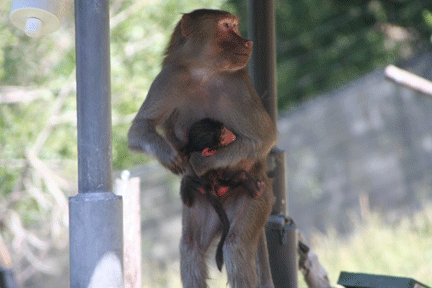 Baby Baboon with Mother