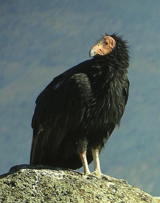 California Condor, Kolob, Utah