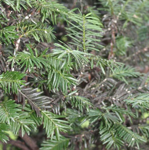 Cottony masses on Yew branches or twigs are a sign of Cottony Taxus Scale