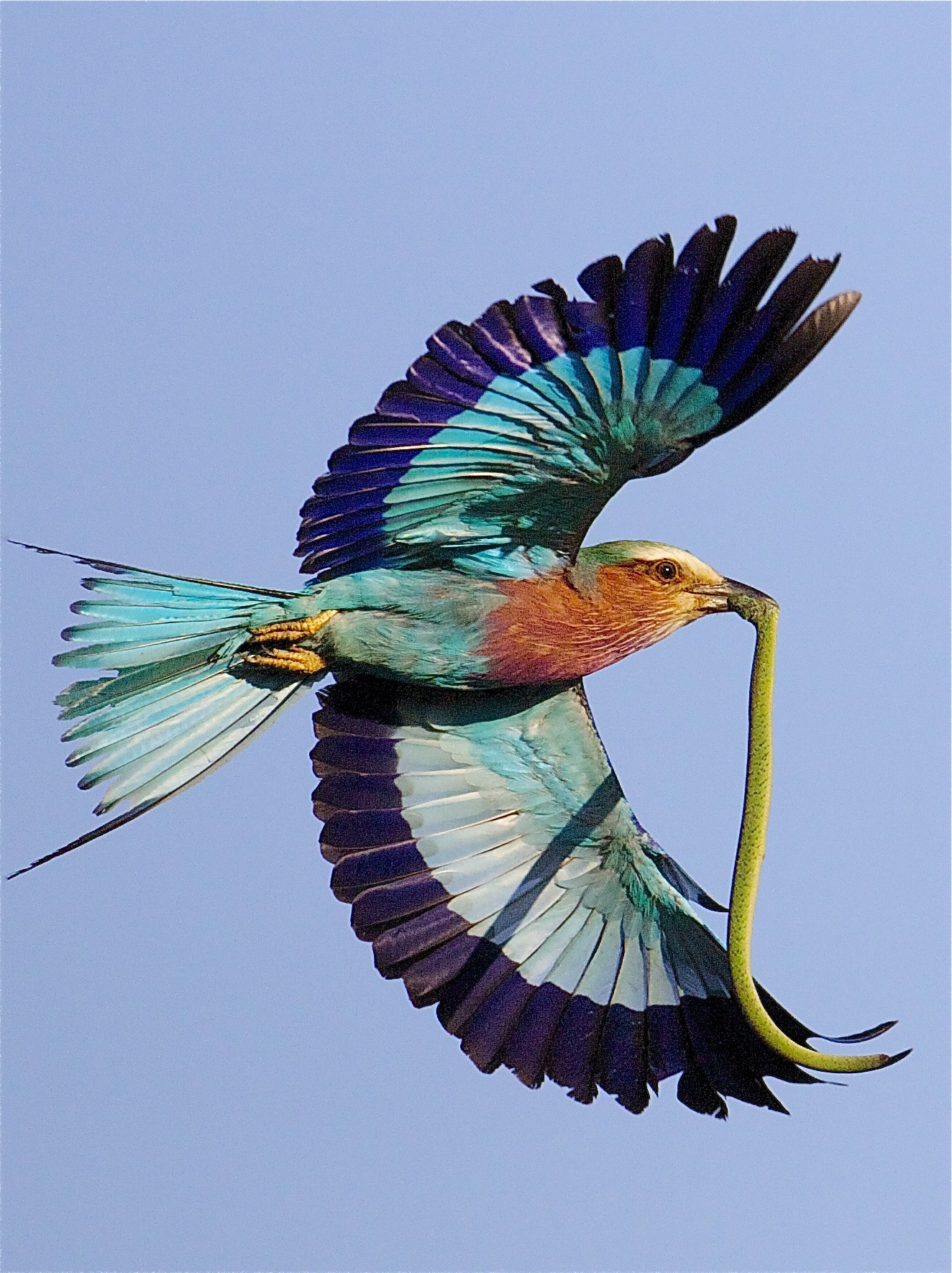 Lilac-breasted Roller with prey