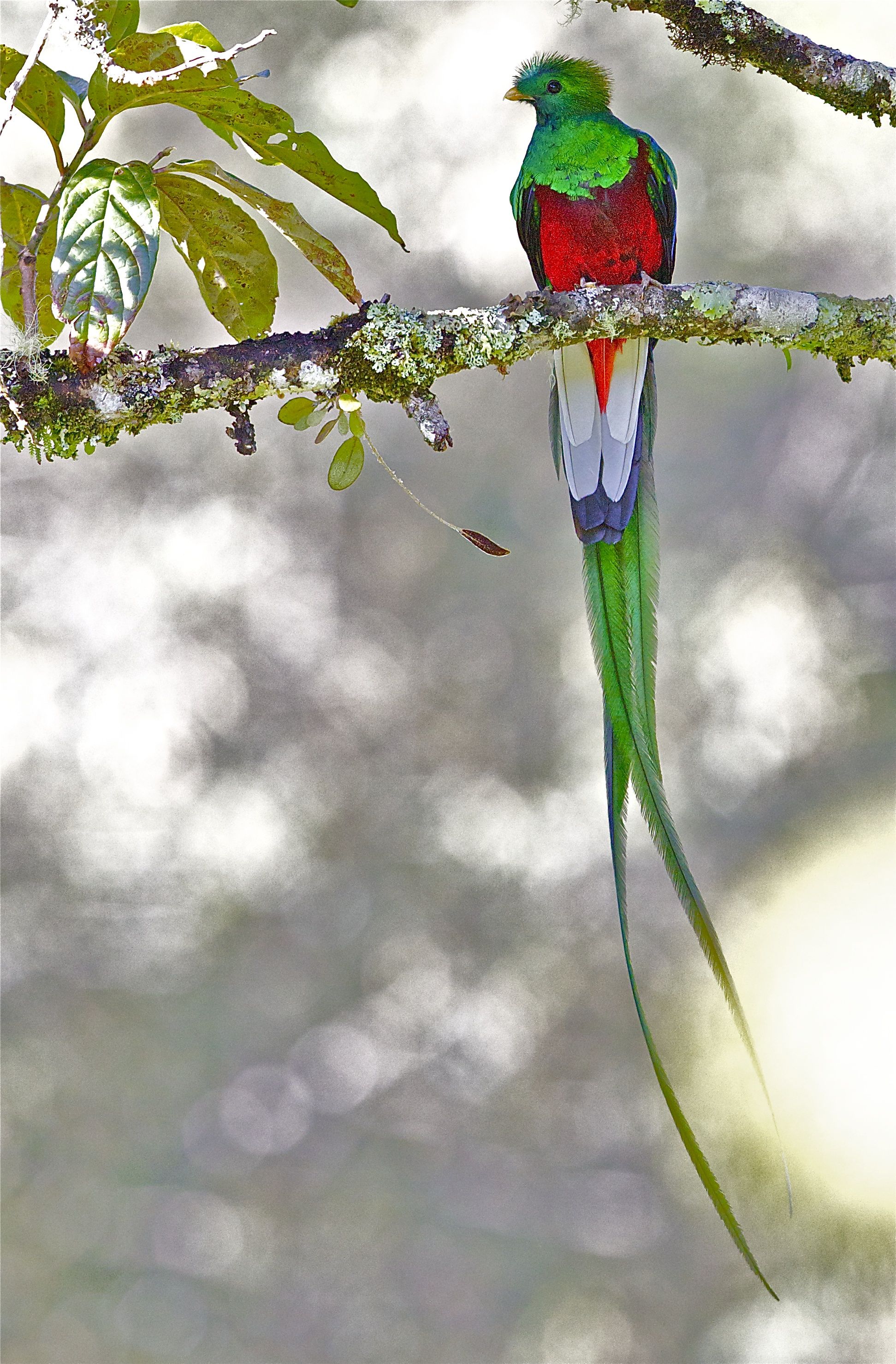 Male Quetzal of Central America