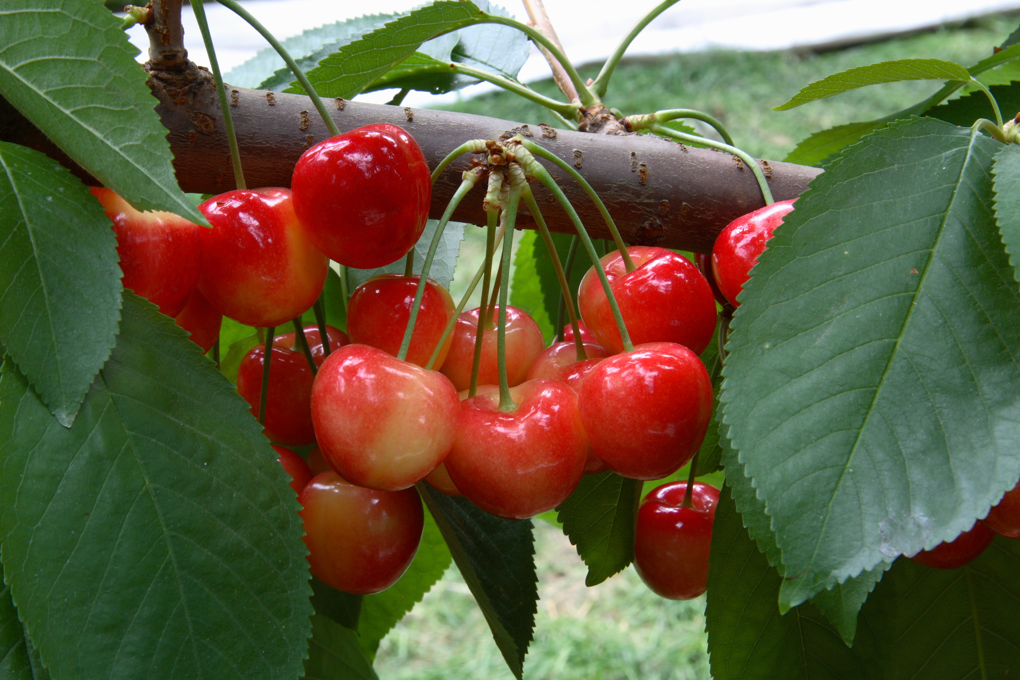 Rainier Cherries