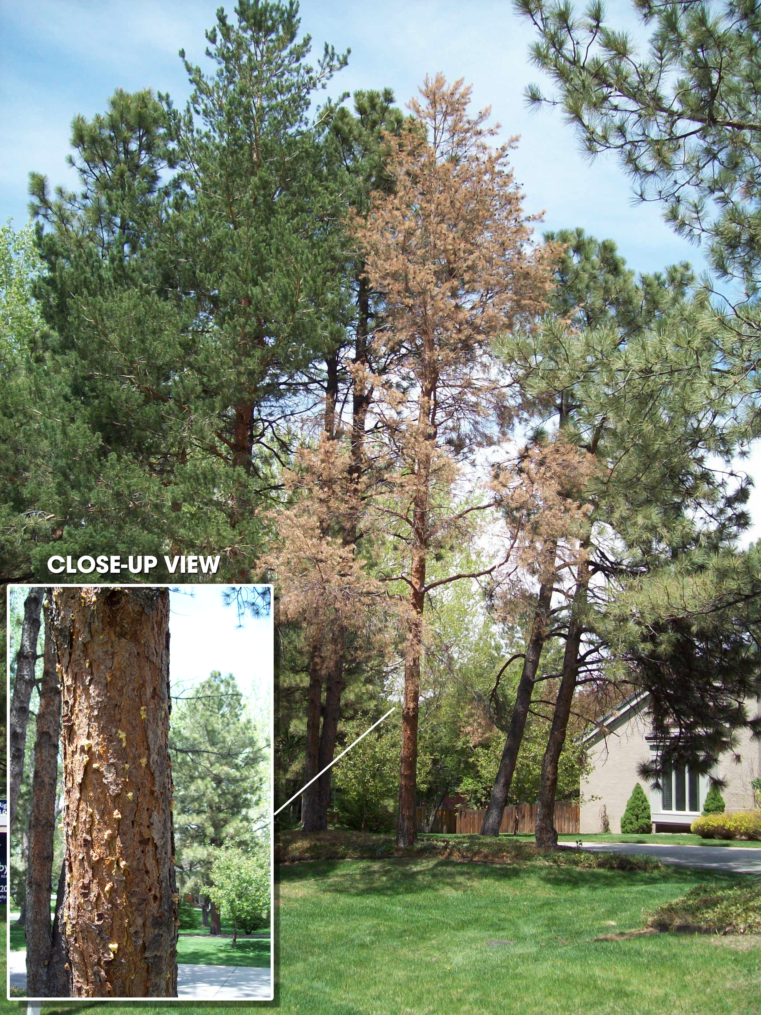 Front Range Arborists have had successful beetle prevention work with Rocky Mountain National Park; The United States Forestry Service - Colorado; Crazy Horse, South Dakota; and Montana.