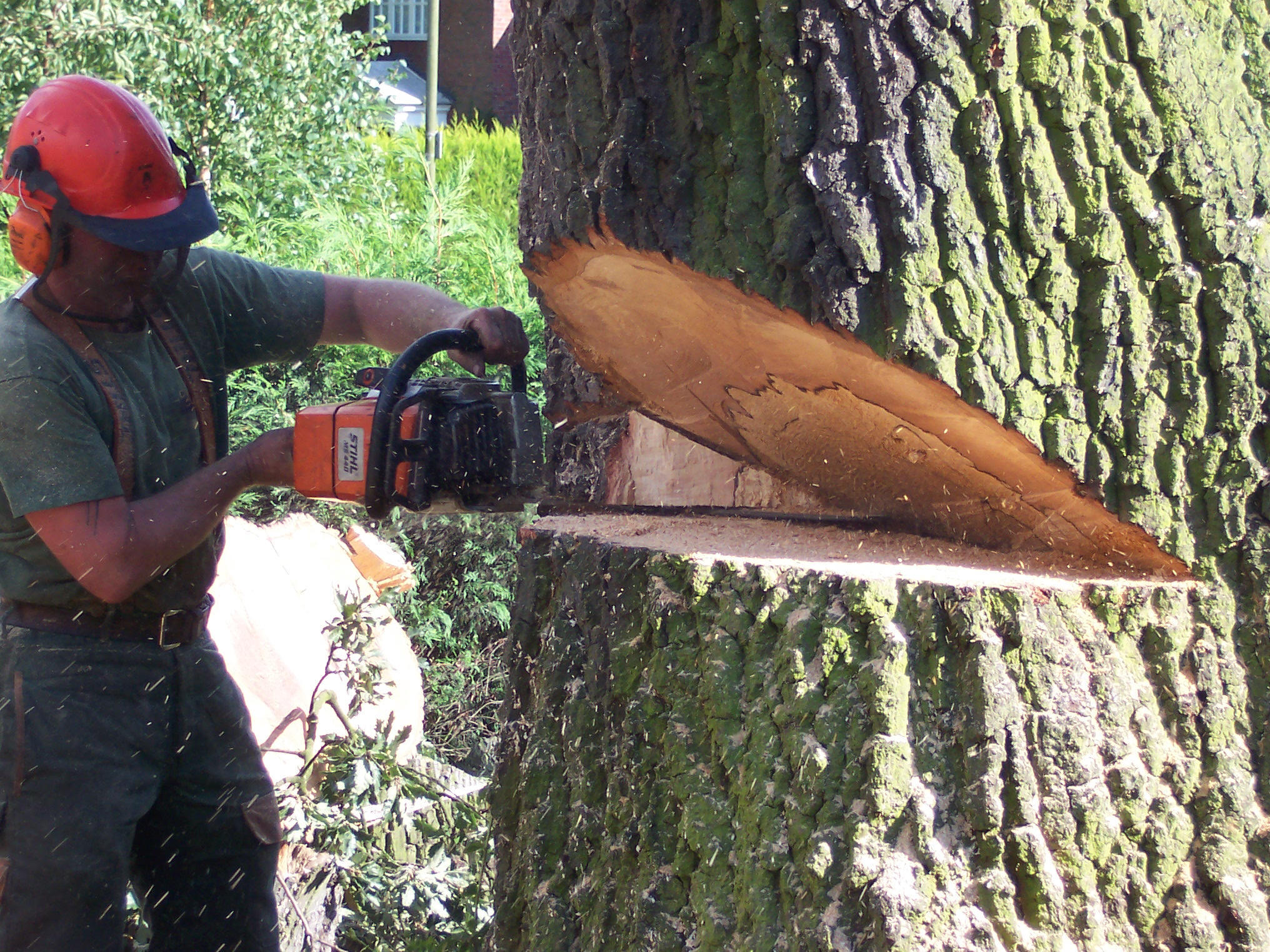 For 20 years, customers along the Front Range have made Front Range Arborists the go-to name in arborist services.