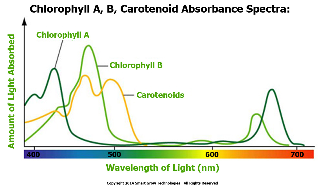 Chlorohyll a, b and carotenoids