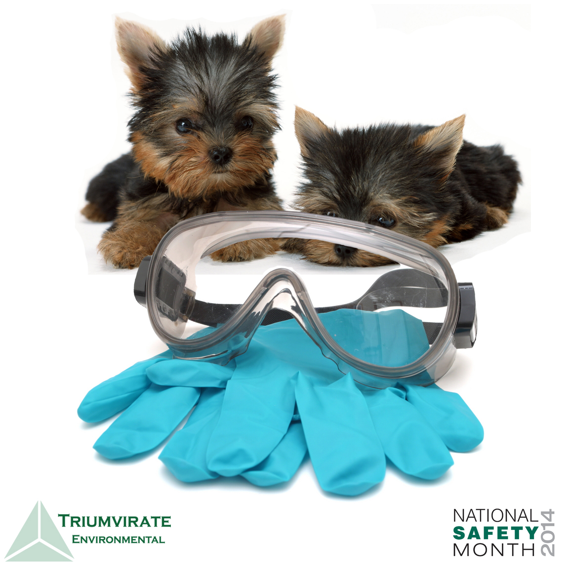 If puppies can wear personal protective equipment, so can you!