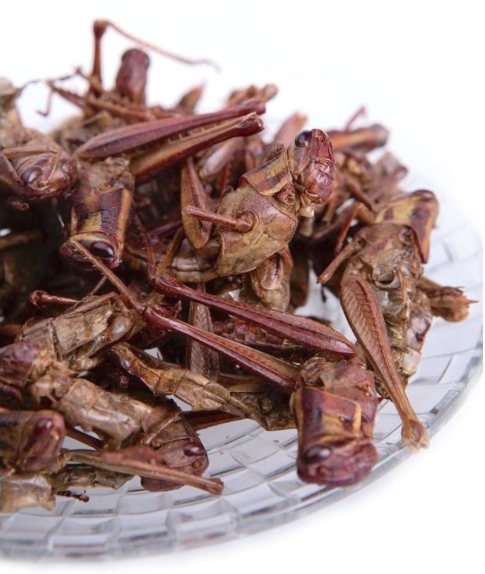 Edible Grasshoppers & Locust