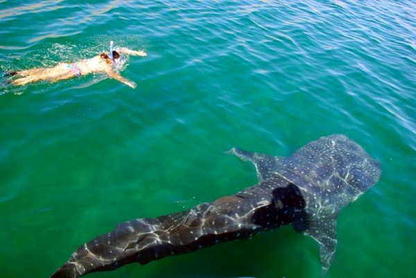 Baja Whale Sharks are Slow Swiming Gentle Giants