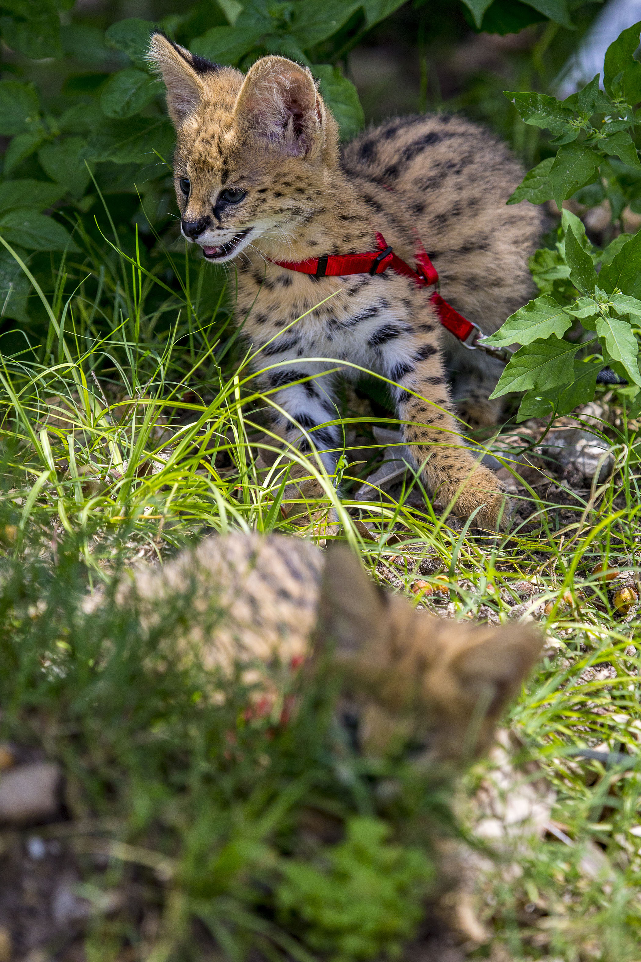 Serval kittens Baku and Cleo playing in the historic gardens at Naples Zoo.