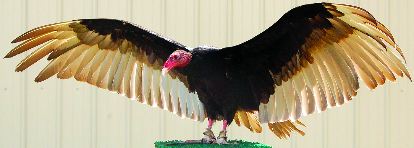 Suli the Turkey Vulture is three!