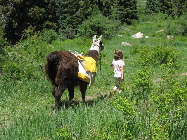 New wildlife viewing lodging and tour package from Antlers at Vail includes llama trekking (courtesy of Paragon Guides).
