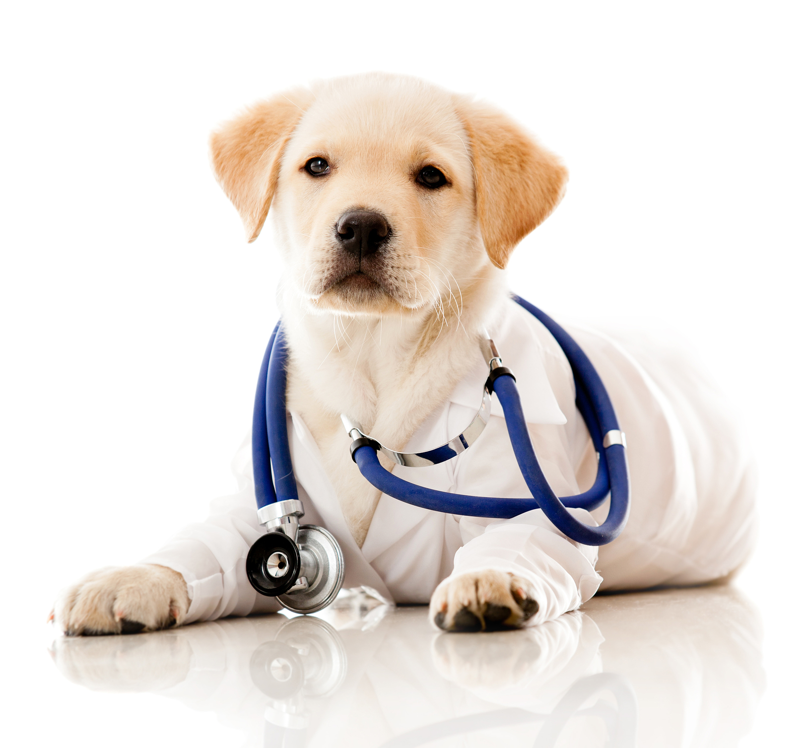 bigstock Little dog as a vet wearing ro 37083442