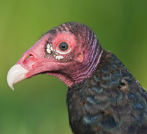Turkey Vulture Face