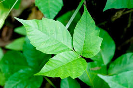 The easy way to identify poison ivy: Leaves of three, let it be