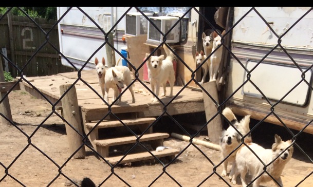 Dogs Running in and out of Camper