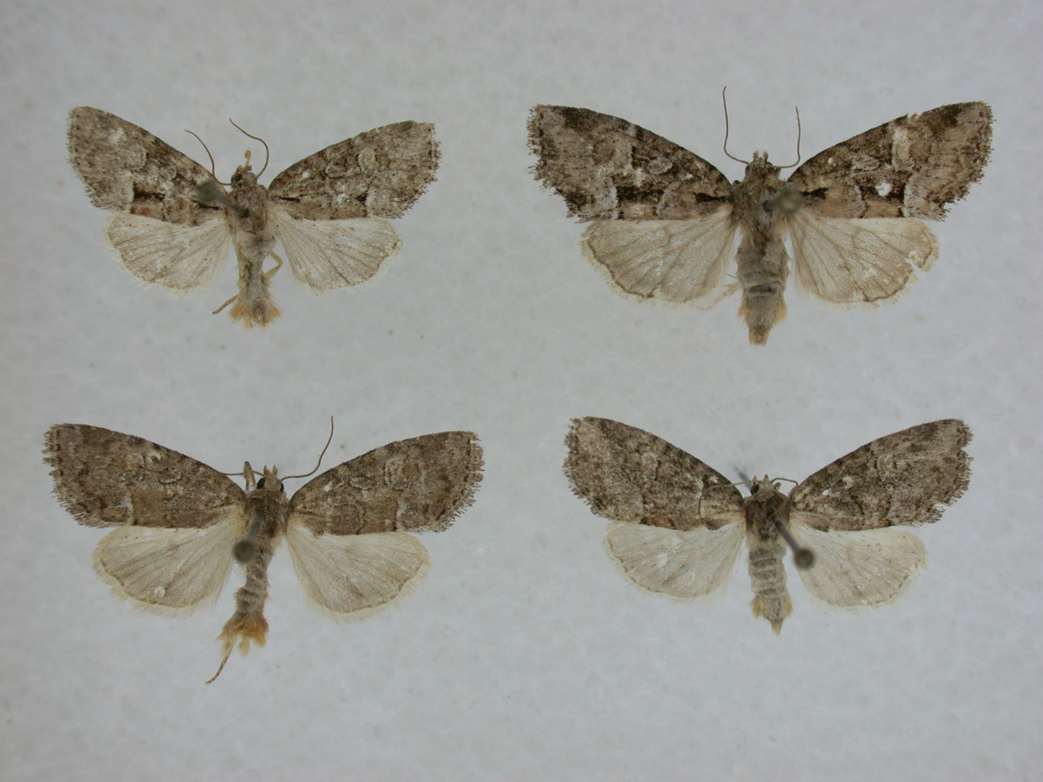 Cherokeea attakullakulla moth