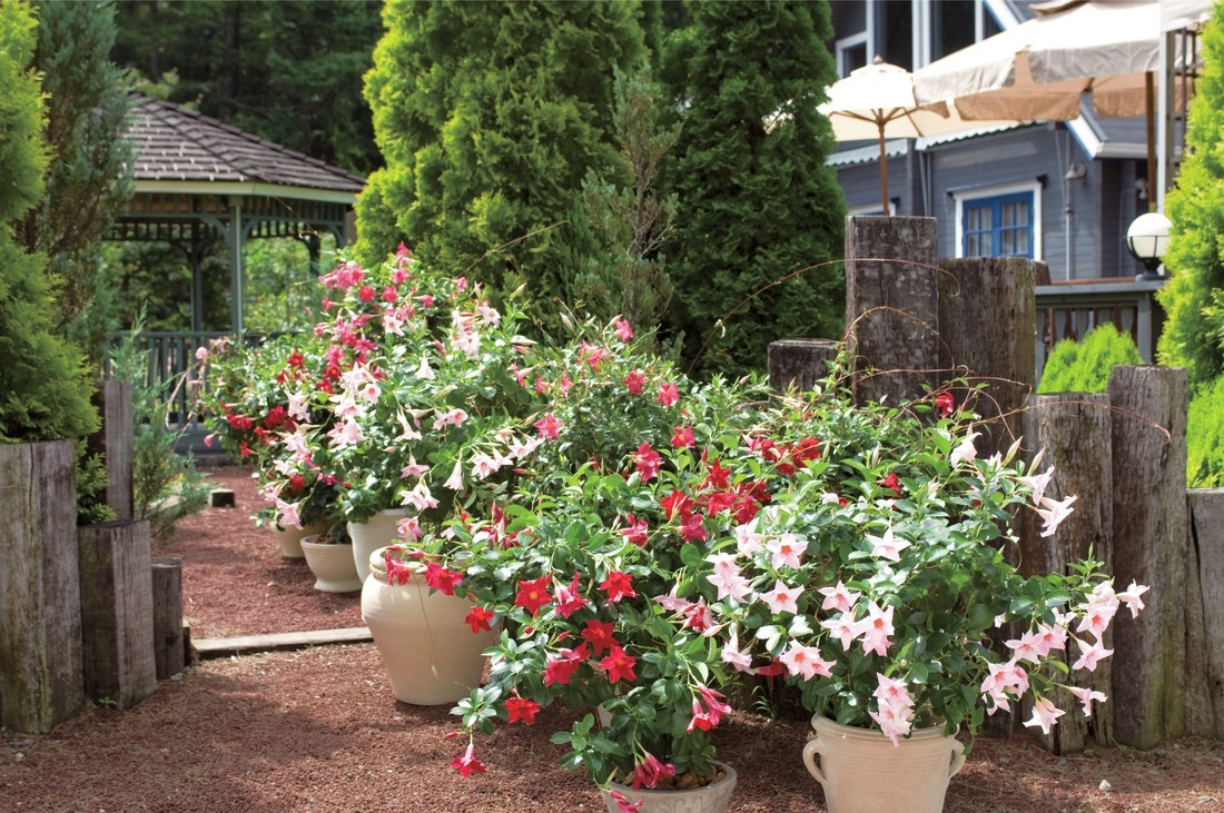 Sun Parasol Mandevillas from Suntory Flowers Stun in Any Summer Setting