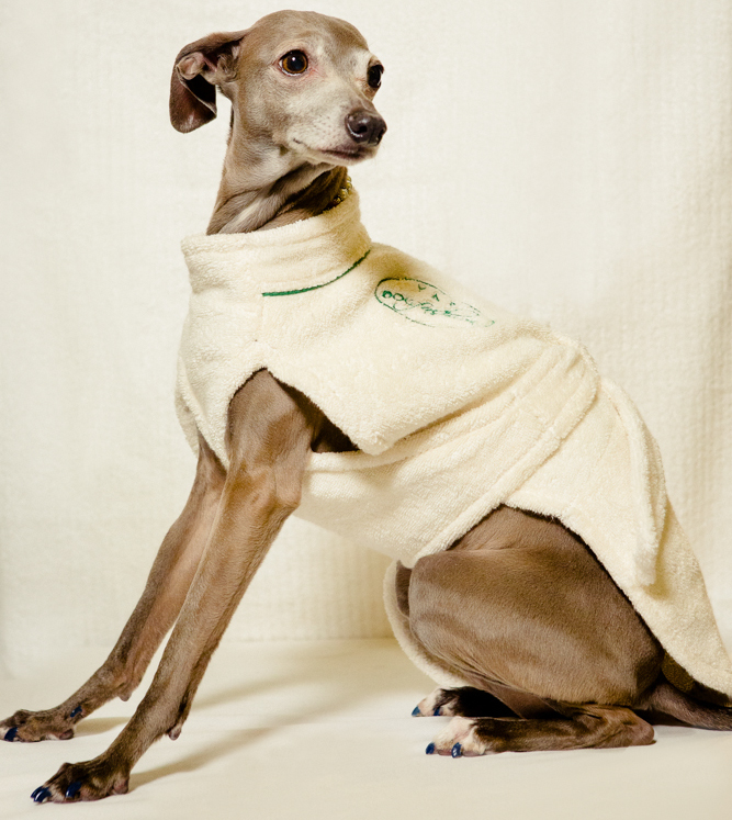 Pronto from YAP USA Inc is modeling a doggy bathrobe